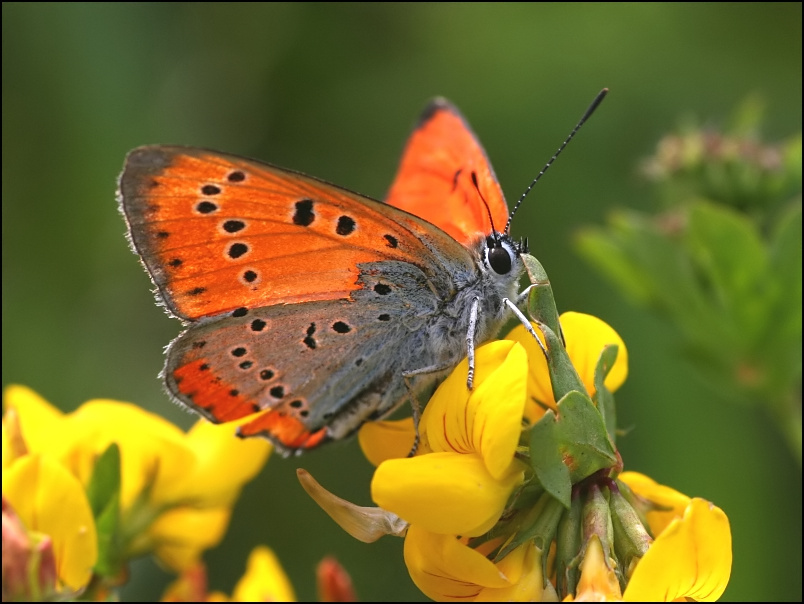 2007-06-30_Grote_vuurvlinder_-_Weerribben.jpg