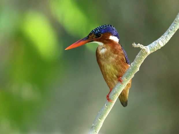 Bijeneters, IJsvogels en Scharrelaars