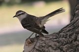 06160_ashy-browed_mockingbird