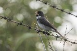 06178_double-collared_seedeater