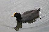 09092_white-winged_coot