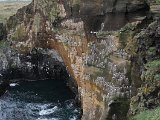The cliffs of Hellnar, with Kittiwakes