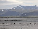 Whooper Swans at Gilsfjordur