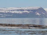 Seals and Eiders and view on the desolate area of Snaefjallastrond