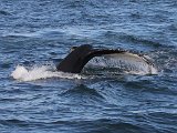 Humpback whale, near Husavik