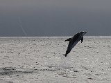 Jumping dolphin, near Husavik