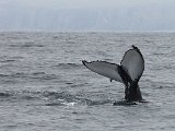 Humpback whale, near Husavik