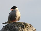 Arctic Tern (Noordse stern)