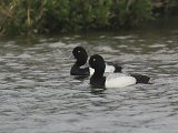 Greater Scaup (Topper)