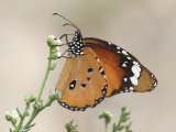 Kleine monarchvlinder (Danaus chrysippus) - Minab