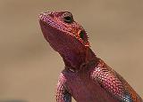 406_lake_victoria_agama_900