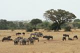 500_serengeti_~landschap_900