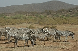 208_samburu1_zebras_900