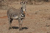 208_samburu_zebras4_900