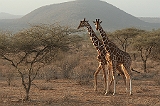 220_samburu_giraffen1_900