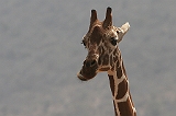 231_samburu_giraffe2_900