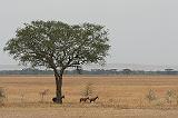 100_serengeti_~landschap3_900