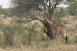 108_serengeti_giraf