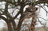 109_serengeti_giraf_900