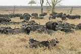 111_serengeti_buffels