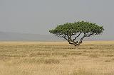 200_serengeti_~landschap8_900