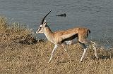 250_serengeti_gazelle