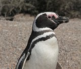 06493_pinguin