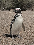 06496_pinguin
