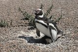 06524_pinguin