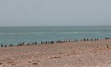 06527_pinguins