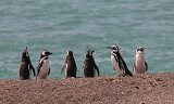 06549_pinguins