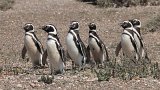 06561_pinguins