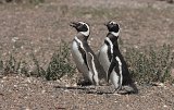 06594_pinguins