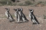 06610_pinguins