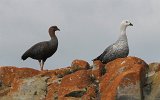07004_upland_geese