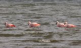 10044_flamingos