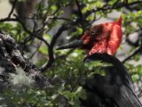 Magelhaenspecht -  Magellanic Woodpecker  (Argentinië