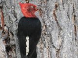 Magelhaenspecht -  Magellanic Woodpecker  (Argentinië)