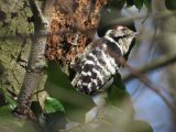 Kleine bonte specht -  Lesser Spotted Woodpecker  (NL. Zeegse)