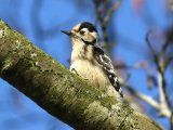 Kleine bonte specht -  Lesser Spotted Woodpecker  (NL. Oudemolen)
