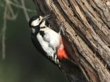 Witvleugelspecht -  White-winged Woodpecker  (Kazachstan)