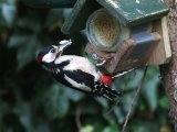 Grote bonte specht -  Great Spotted Woodpecker  (NL, Annen)