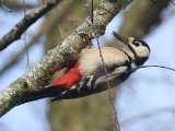 Grote bonte specht -  Great Spotted Woodpecker  (NL, Zuidlaarderveen)