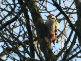 Middelste bonte specht -  Middle Spotted Woodpecker  (NL, Gieten)