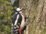 Grote bonte specht -  Great Spotted Woodpecker  (NL, Gasteren)