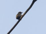 African Piculet (Afrikaanse Dwergspecht) - Ghana