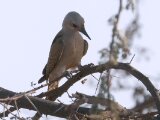 Grijsgroene specht -  African Grey Woodpecker  (Senegal)