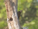 Vuurbuikspecht -  Fire-bellied Woodpecker  (Senegal)