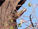 Kleine grijze specht -  Little Grey Woodpecker  (Senegal)