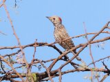 Kleine grijze specht -  Little Grey Woodpecker  (Senegal)
